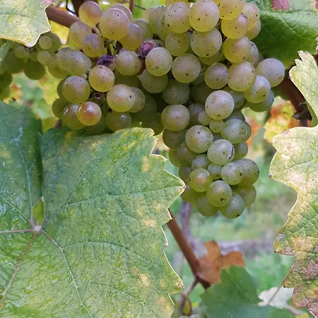 Ferien Mit Wein Apartamento *