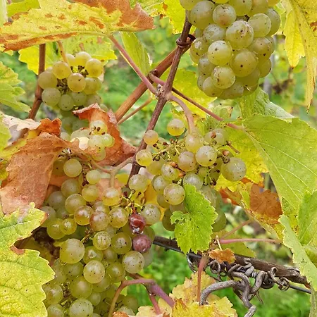 Appartamento Ferien Mit Wein Wintrich