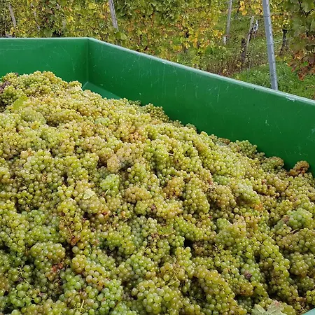 Ferien Mit Wein Apartamento *