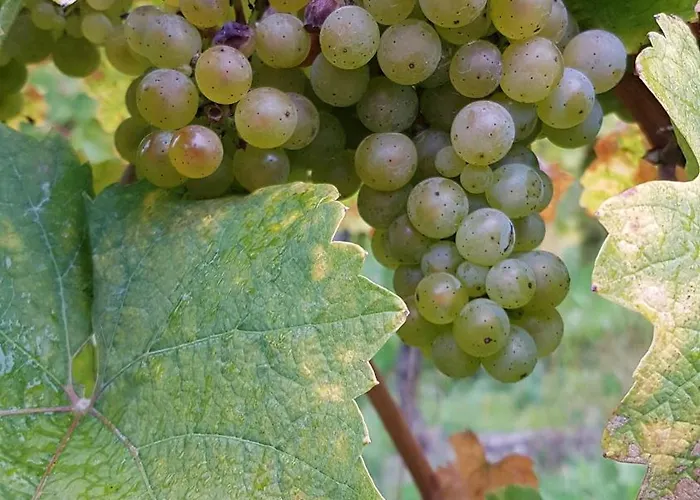 Ferien Mit Wein Apartment *