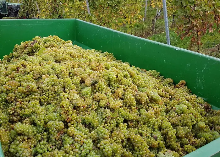 Ferien Mit Wein 公寓 *